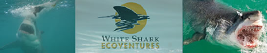 White Shark Ecoventures - Great White Shark Cage Diving - Cape Town South Africa