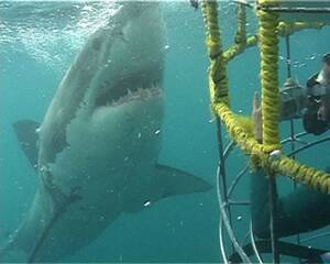 Shark Proof Cage